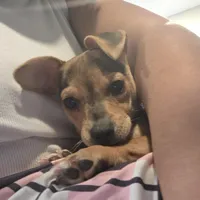 Saya, a female Chihuahua for sale in Horton, AL – Photo 6 of 8