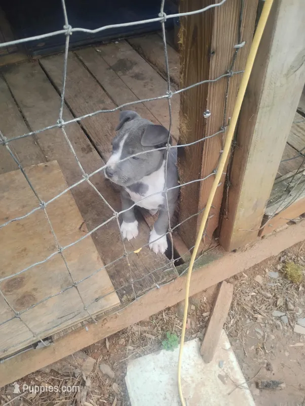Ace – American Bully puppy for sale in Dillwyn, VA