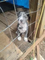 Ace, a male American Bully for sale in Dillwyn, VA – Photo 2 of 2