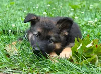 Chevy , a male German Shepherd Dog for sale in Massillon, OH – 2 of 9