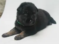 Diesel , a male German Shepherd Dog for sale in Massillon, OH – 3 of 9