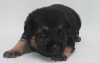 Dodge , a male German Shepherd Dog for sale in Massillon, OH – 3 of 7