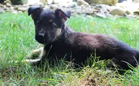 Aspen, a female German Shepherd Dog for sale in Massillon, OH – 4 of 10