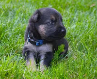 Aspen , a female German Shepherd Dog for sale in Massillon, OH – 7 of 8