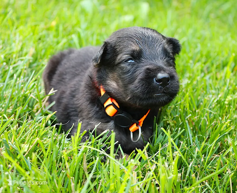 Chevy  – German Shepherd Dog puppy for sale in Massillon, OH