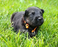 Chevy , a male German Shepherd Dog for sale in Massillon, OH – 1 of 7