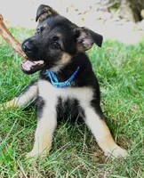 Aspen, a female German Shepherd Dog for sale in Massillon, OH – 5 of 10