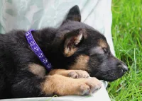Bow, a female German Shepherd Dog for sale in Massillon, OH – 5 of 6