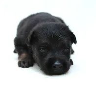 Turbo , a male German Shepherd Dog for sale in Massillon, OH – 3 of 7