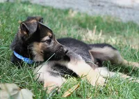 Aspen, a female German Shepherd Dog for sale in Massillon, OH – 8 of 10