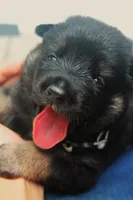 Honey, a female German Shepherd Dog for sale in Massillon, OH – 2 of 7