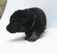 Diesel , a male German Shepherd Dog for sale in Massillon, OH – 5 of 9