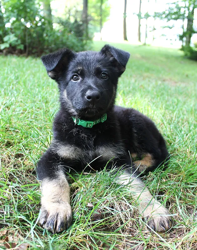 Diesel – German Shepherd Dog puppy for sale in Massillon, OH
