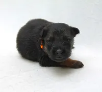 Chevy , a male German Shepherd Dog for sale in Massillon, OH – 4 of 7