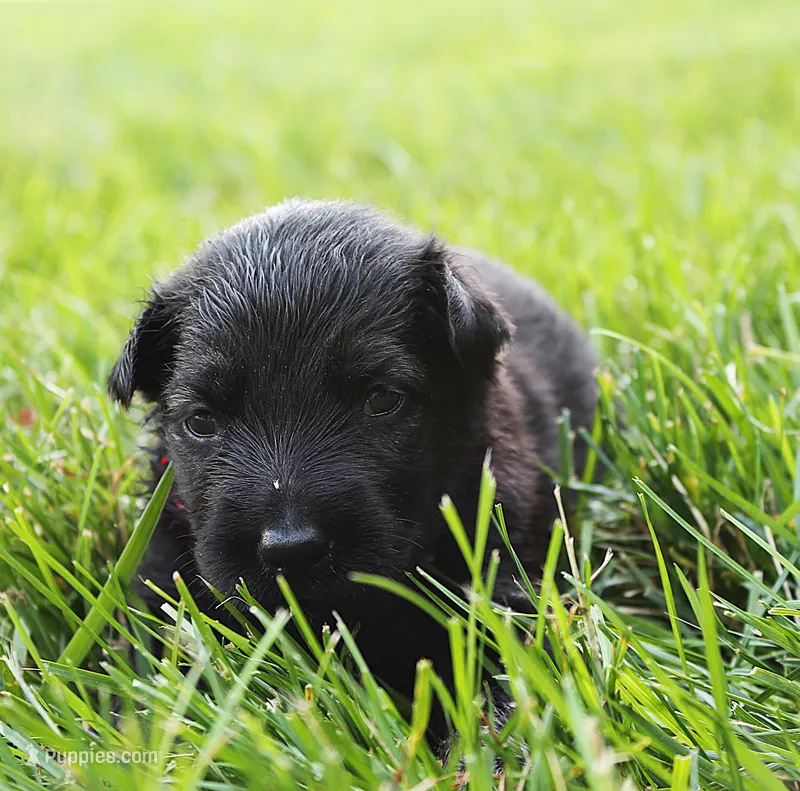 Sunny  – German Shepherd Dog puppy for sale in Massillon, OH