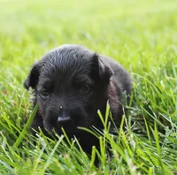 Sunny , a female German Shepherd Dog for sale in Massillon, OH – 1 of 8