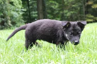 Turbo, a male German Shepherd Dog for sale in Massillon, OH – 4 of 6