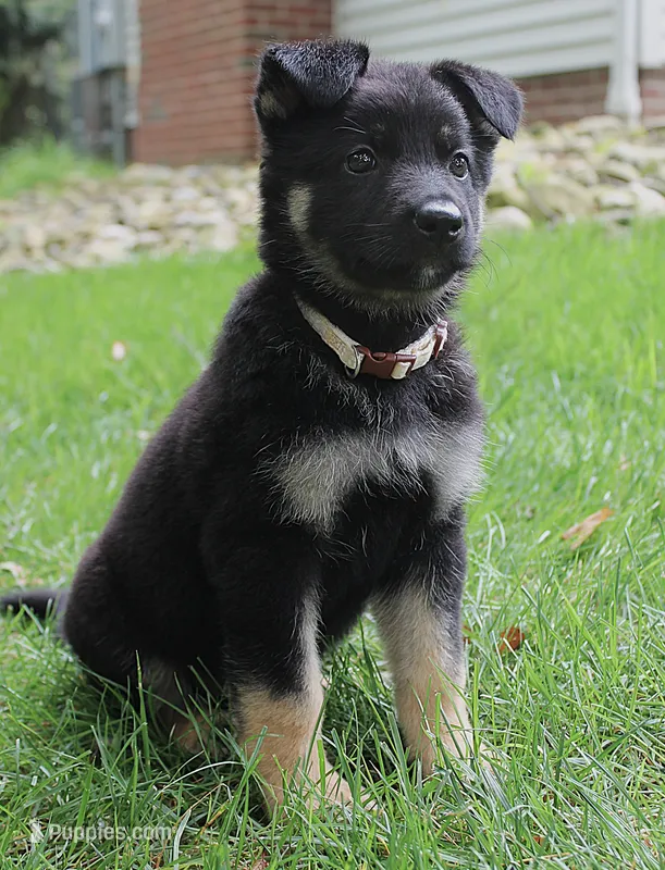 Honey – German Shepherd Dog puppy for sale in Massillon, OH