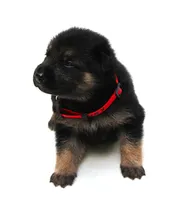 Foxy , a female German Shepherd Dog for sale in Massillon, OH – 2 of 10
