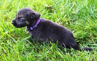 Bow, a female German Shepherd Dog for sale in Massillon, OH – 5 of 6
