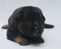 Honey, a female German Shepherd Dog for sale in Massillon, OH – 4 of 7