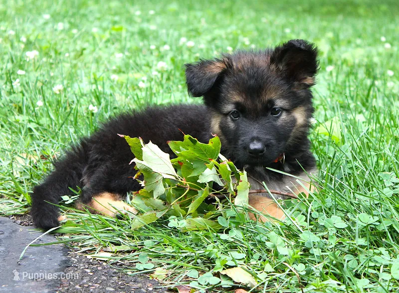 Chevy – German Shepherd Dog puppy for sale in Massillon, OH