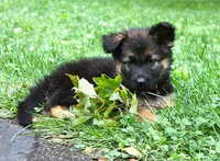Chevy , a male German Shepherd Dog for sale in Massillon, OH – 1 of 9