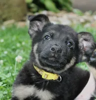 Turbo, a male German Shepherd Dog for sale in Massillon, OH – 3 of 6