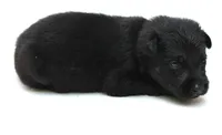 Turbo , a male German Shepherd Dog for sale in Massillon, OH – 5 of 7