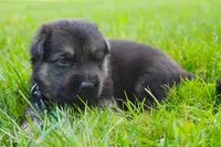 Dodge , a male German Shepherd Dog for sale in Massillon, OH – 6 of 7