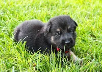 Foxy , a female German Shepherd Dog for sale in Massillon, OH – 9 of 10