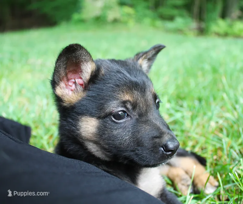 Bow – German Shepherd Dog puppy for sale in Massillon, OH