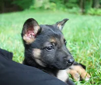 Bow, a female German Shepherd Dog for sale in Massillon, OH – 1 of 6
