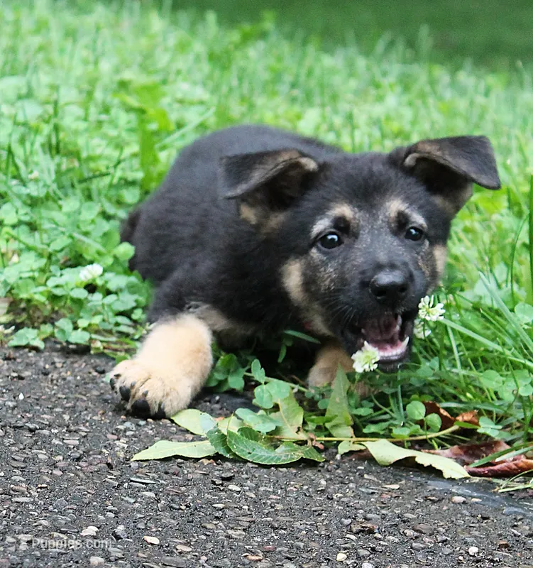 Foxy – German Shepherd Dog puppy for sale in Massillon, OH