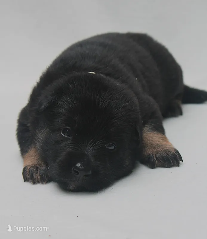 Honey – German Shepherd Dog puppy for sale in Massillon, OH