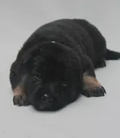 Honey, a female German Shepherd Dog for sale in Massillon, OH – 1 of 7