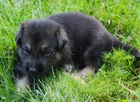 Dodge , a male German Shepherd Dog for sale in Massillon, OH – 2 of 7