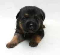 Foxy , a female German Shepherd Dog for sale in Massillon, OH – 3 of 10