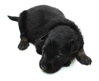 Sunny , a female German Shepherd Dog for sale in Massillon, OH – 7 of 8