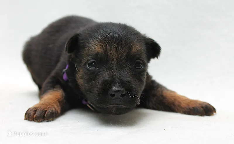 Bow – German Shepherd Dog puppy for sale in Massillon, OH