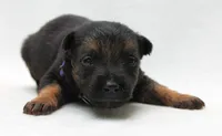 Bow, a female German Shepherd Dog for sale in Massillon, OH – 1 of 6