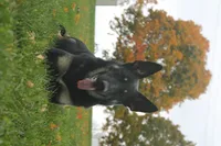 Chevy , a male German Shepherd Dog for sale in Massillon, OH – 9 of 9