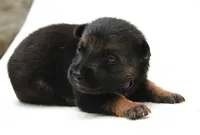 Bow, a female German Shepherd Dog for sale in Massillon, OH – 3 of 6