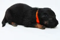 Chevy , a male German Shepherd Dog for sale in Massillon, OH – 3 of 7