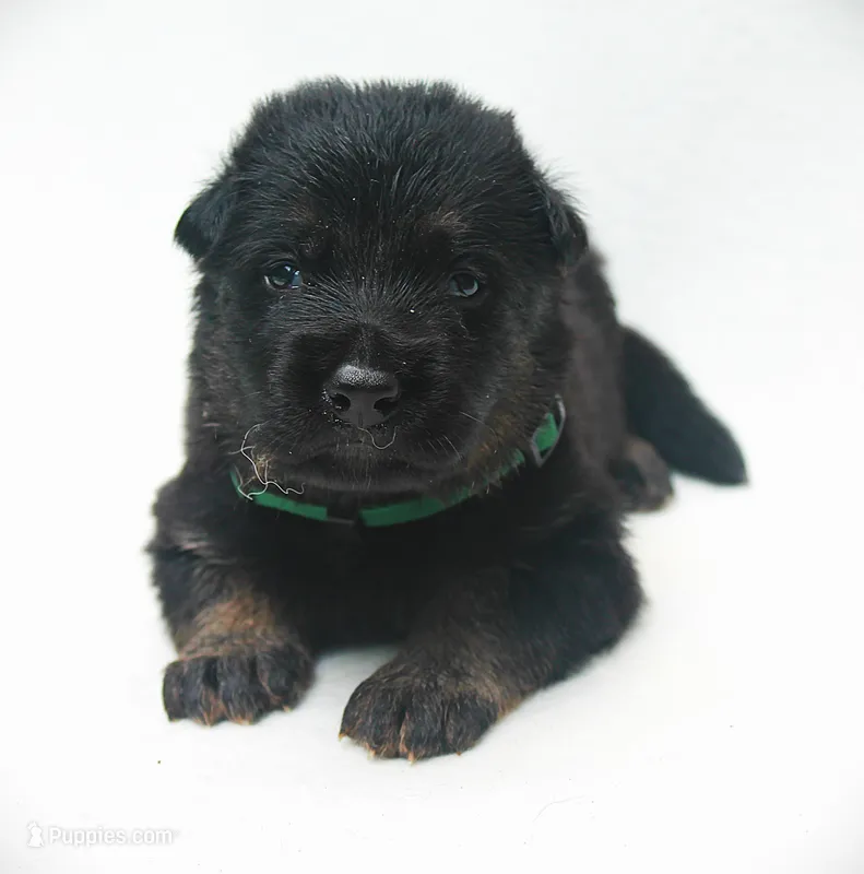 Diesel  – German Shepherd Dog puppy for sale in Massillon, OH