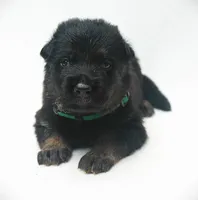 Diesel , a male German Shepherd Dog for sale in Massillon, OH – 1 of 9