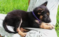 Bow, a female German Shepherd Dog for sale in Massillon, OH – 3 of 6