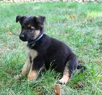 Aspen, a female German Shepherd Dog for sale in Massillon, OH – 3 of 10