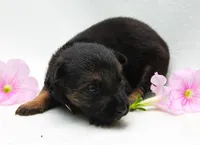 Bow, a female German Shepherd Dog for sale in Massillon, OH – 2 of 6