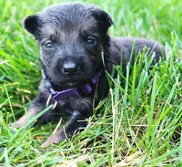 Bow, a female German Shepherd Dog for sale in Massillon, OH – 4 of 6